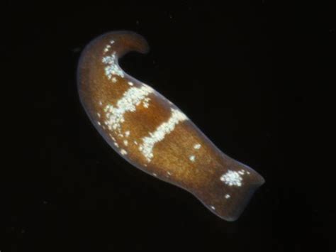  Convoluta! This Tiny Marine Flatworm is an Amazing Master of Regeneration and Locomotion