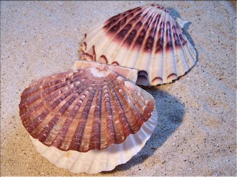  Coquille Saint-Jacques: Découvrez un Bivalve Extraordinaire aux Perles Cachées !