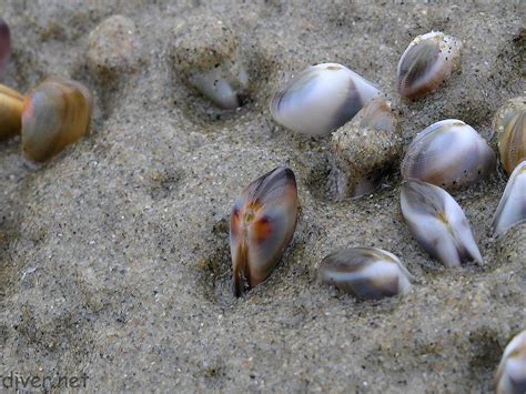 Donax! A Tiny Clam That Embarks on Remarkable Tidal Journeys