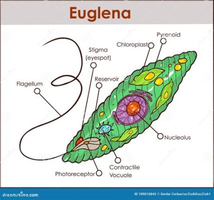  Euglena: Une créature fascinante qui nage librement et se nourrit de la lumière du soleil!