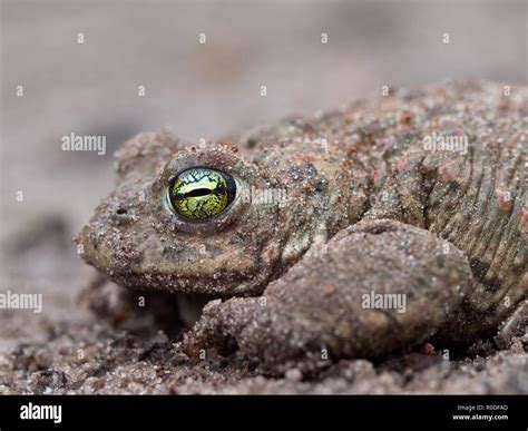 Natterjack Toad: Une créature fascinante aux yeux brillants qui saute avec une agilité étonnante !