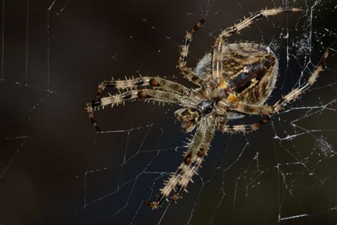  Questing Spider: Un Arthropode Mystérieux qui Exploite un Réseau de Filaments Collants pour Sa Proie!