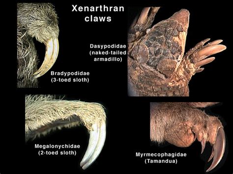  Xénarthre : Un Mammifère aux Griffes Implacables et au Cou Contractile Extraordinaire !