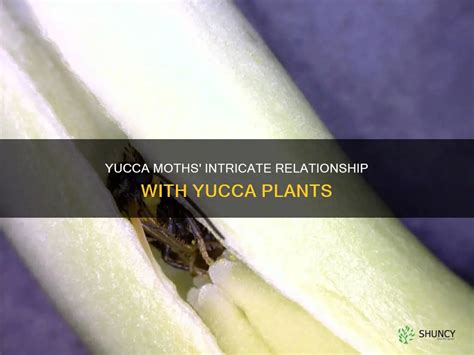  Yucca Moth: Une Créature Nocturne Fascinante Qui Entretient Une Relation Symbolique avec les Plantes de Yucca!