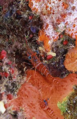  Zoé: Un crustacé fascinant qui danse sur les fonds marins en quête d’aventure et de délicieuses particules organiques !