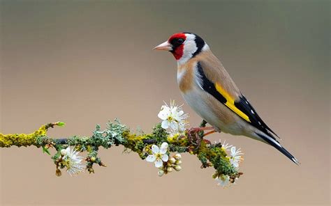  Bruant: Découvrez cet oiseau aux ailes légères et au chant mélodieux qui défie les conditions climatiques les plus difficiles!