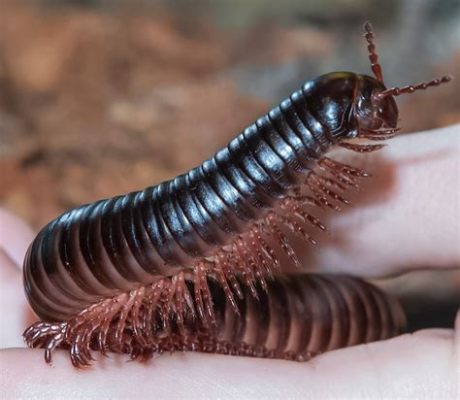  Fork-Tailed Millipede:  Une créature fascinante avec de multiples paires de pattes!