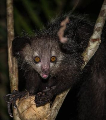  Koala: Un Petit Bourgeonneur Nocturne aux Yeux Perçants!