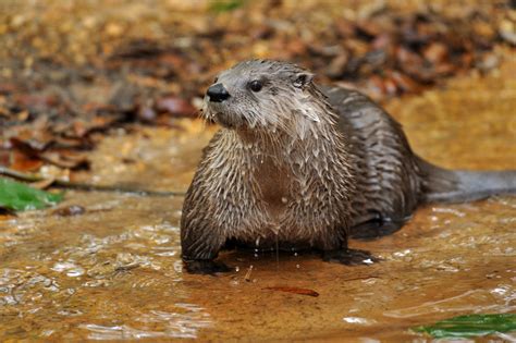  Loutre! Un petit mammifère semi-aquatique au pelage dense et à l’amour insatiable pour les crustacés