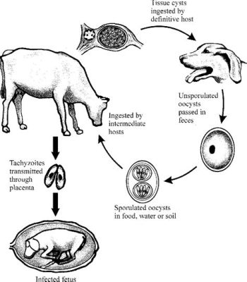  Neospora caninum: Un parasite intracellulaire qui déclenche une danse macabre dans le système nerveux des bovins!