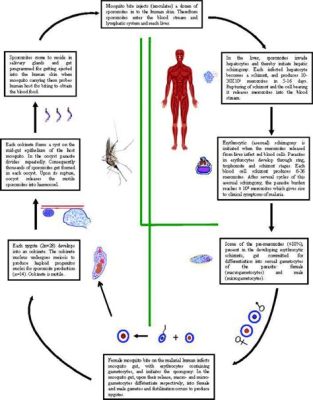  Plasmodium: Le parasite malin qui vous fait trembler de fièvre!