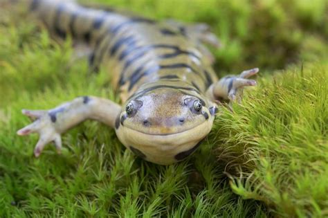  Salamandre: Qui sait que ces créatures mystérieuses pourraient être des maîtres du camouflage aquatique et terrestre ?