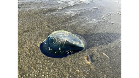  Velella: Une créature fascinante aux mouvements mystérieux, guidée par les vents et les courants marins!