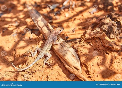  Wall Lizard! Un camouflage époustouflant au service d'un chasseur redoutable de la journée