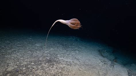  Yoginella: Une médusoïde mystérieuse aux tentacules hypnotiques qui s'accrochent à des fonds marins inexplorés!